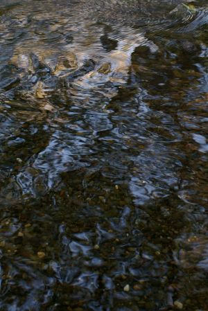 Nature WS - 16.jpg